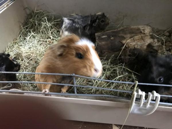 Image 5 of Guinea Pigs for sale. Various colours and varieties.