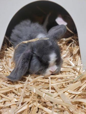 Image 6 of mini lop rabbits for sale bucks