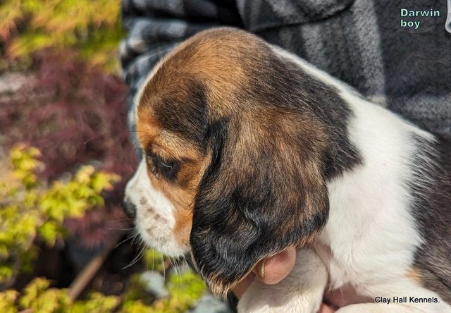 Image 21 of Quality, F1, Beaglier puppies, ready soon.