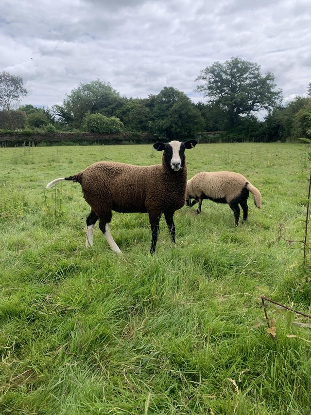 Preview of the first image of Pedigree Zwartbles Ewe Lambs.