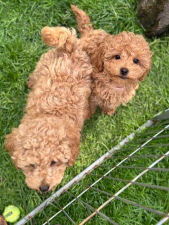 Image 9 of MINIATURE POODLE PUPPIES ONLY 2 RED GIRLS AND 1 BOY LEFT !!!