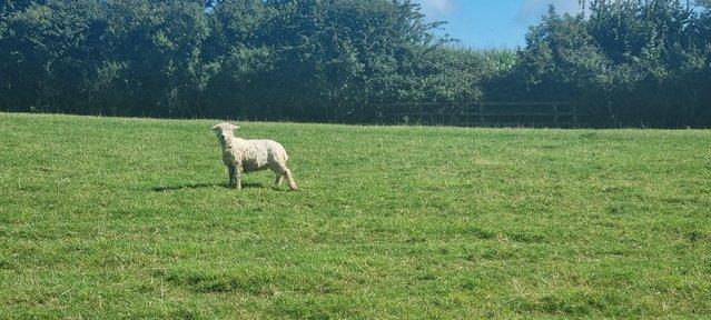 Image 1 of Two registered greyface dartmoor ewe lambs