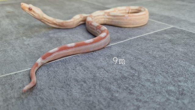 Image 8 of Albino roswell Laddertail boa constrictor male