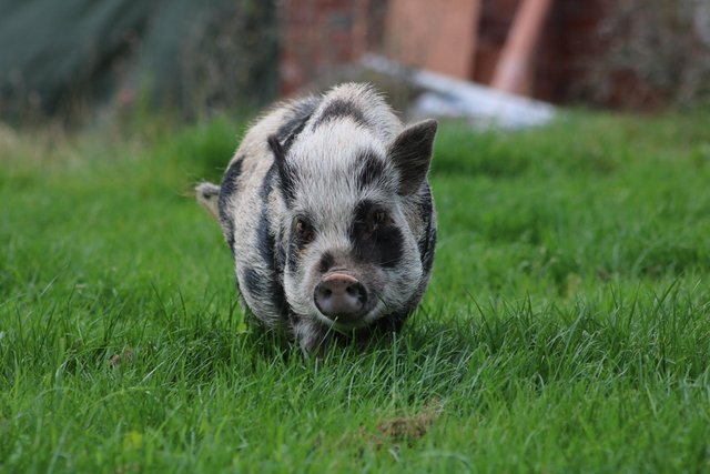 Image 2 of Pet pigs looking for 5 star homes