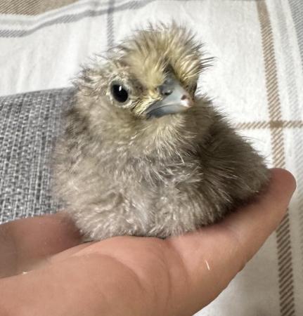Image 3 of Silkie chicks available - Require heat