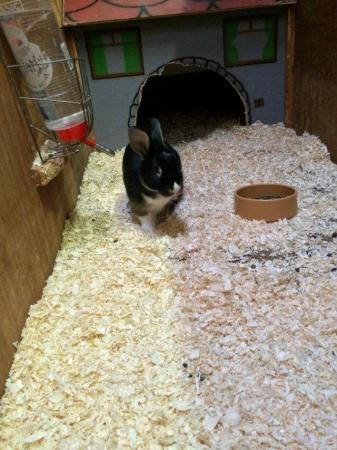 Image 4 of Rabbits for sale ideal family pets