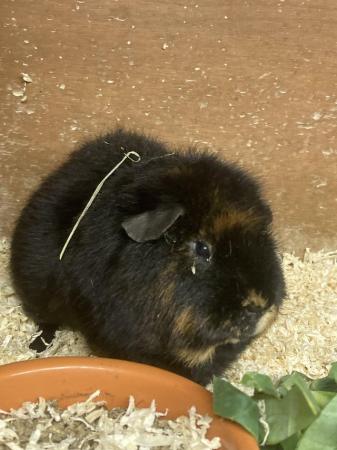 Image 5 of 6 month old male teddy guineapig