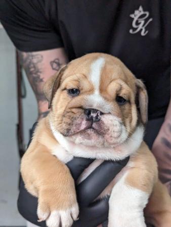 Image 3 of 8 WEEKS READY TO LEAVE KC Registered English Bulldog Puppies