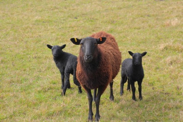Image 1 of Black Welsh mountain sheep with lambs at foot