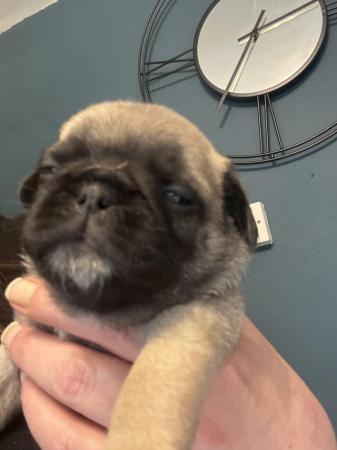 Image 3 of Full pedigree male pug ready on 20th May!!