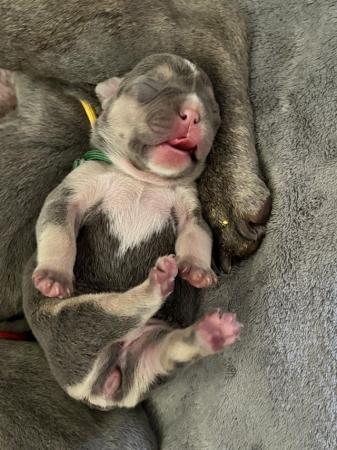 Image 7 of 5 Stunning French bulldogs lilac tan blue pied