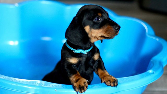 Image 25 of Strong and Healthy Dachshunds
