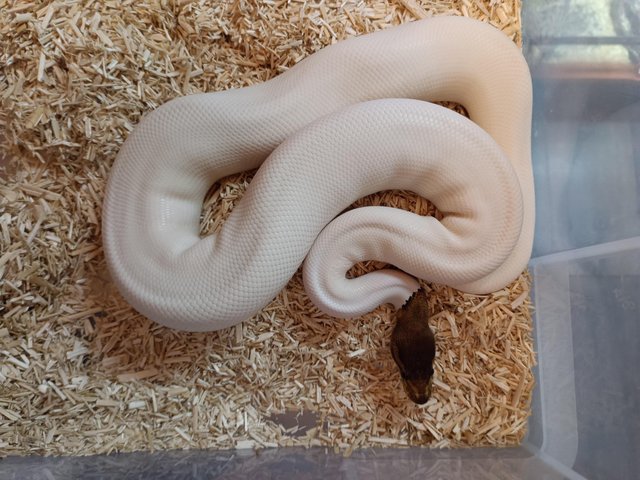 Pied black pastel royal python ball python