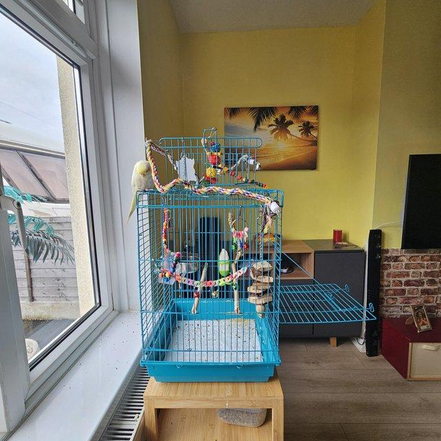 Preview of the first image of 4 months old Male tame cockatiel +cage +toys.