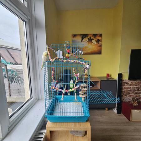Image 1 of 4 months old Male tame cockatiel +cage +toys