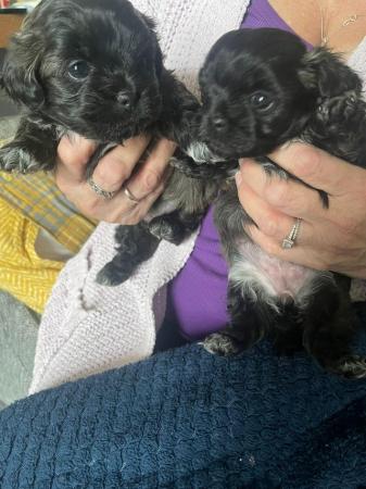 Image 3 of Shih Tzu cross Bichon puppies for sale
