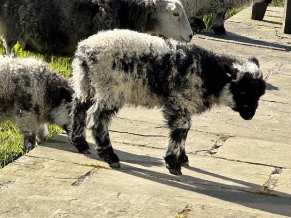 Image 5 of Lovely ewe with ewe and ram lamb