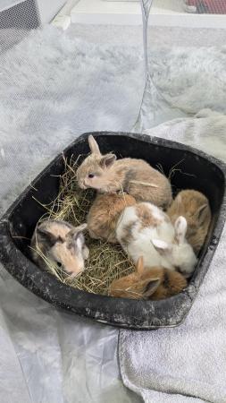 Image 2 of Lionhead/lop-eared babies available end of July