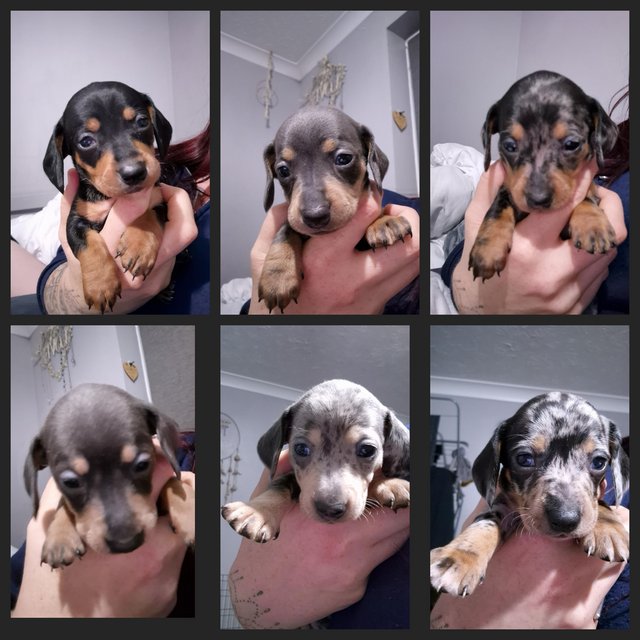 Preview of the first image of Miniature daschund we have 2 beautiful boys and 4 beautiful.