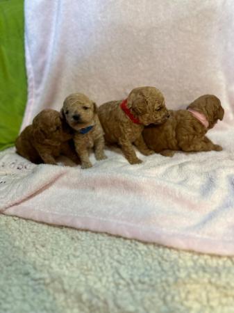 Image 2 of MINIATURE POODLE PUPPIES ONLY 2 RED GIRLS AND 1 BOY LEFT !!!