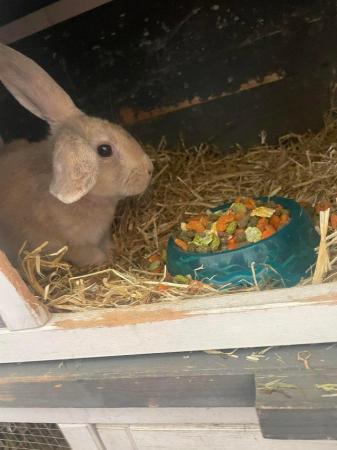 Image 2 of 8 month male rabbit Arlo please read description