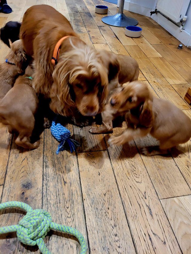 Preview of the first image of COCKER SPANIEL PUPPIES FOR SALE.