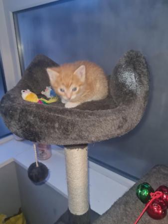 Image 9 of Male ginger kittens ready now