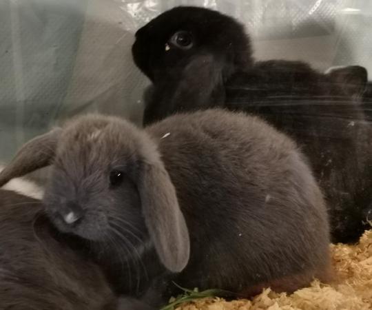 Image 4 of Baby mini lop rabbits 2 for £100