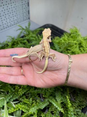Image 6 of Cute baby crested geckos at urban exotics