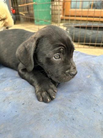 Image 11 of Cane corso x Rottweiler puppies