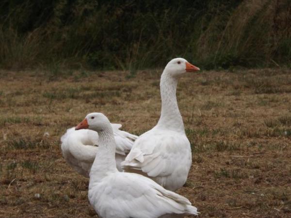 Image 3 of For Sale Ebden Geese, Males and Females.