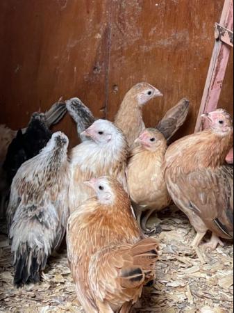Image 18 of Serama chicks, lots of colours, various ages/prices