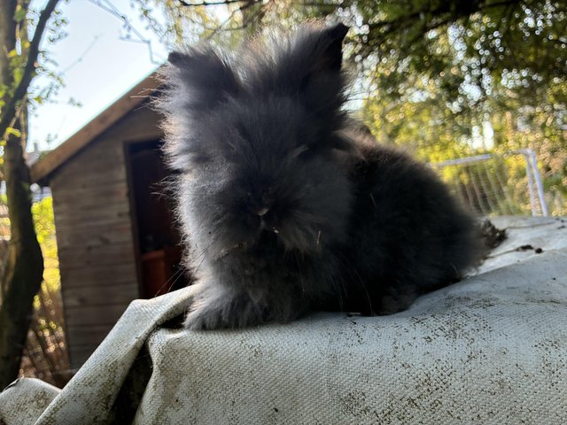 3 beautiful lionhead babies — photo 4 of 4