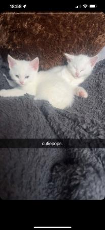 Image 2 of Fully white kittens Birmingham