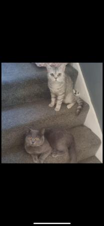 Image 9 of Full British short-haired kittens