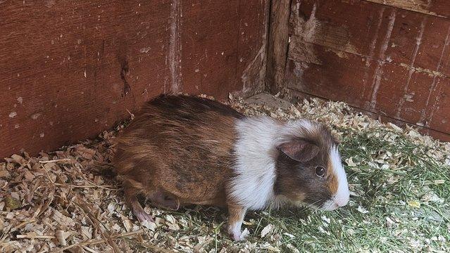 Image 4 of Female Guinea pigs for sale