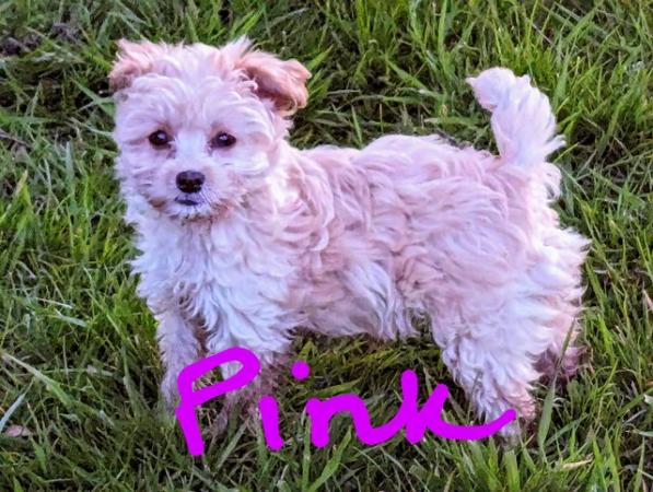 Image 12 of Gorgeous tiny Biewer Terrier x Poodle puppies (only 2 left)