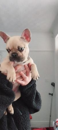 Image 9 of french bulldog beautiful cute girl 4 months