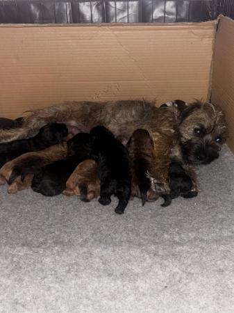 Image 1 of Border terrier / cairn x toy poodle
