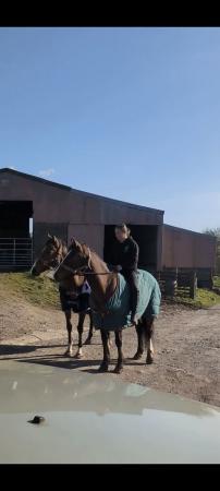 Image 1 of Reduced need quick sale 14.2hh 15yr old Irish x bay mare