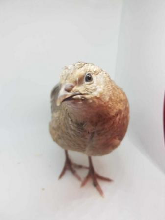 Image 2 of Japanese quail /coturnix quail