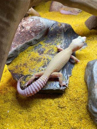 Image 2 of Albino Leucistic leopard geckos £70 Each