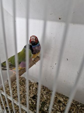 Image 1 of Pair gouldian finches forsale
