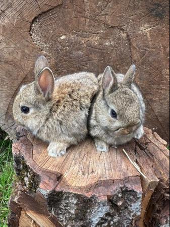 Image 13 of Lovely litter of Netherland dwarf baby rabbits.