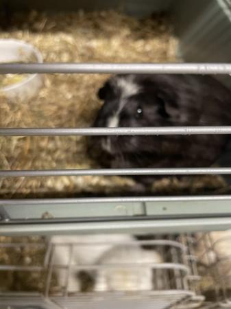 Image 5 of 1 young guinea pig ( sow)