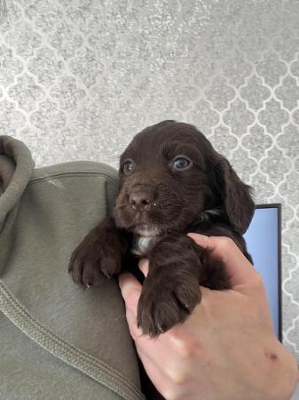 Image 5 of REDUCED! Beautiful cocker spaniel puppies - 1 boy and1 girl