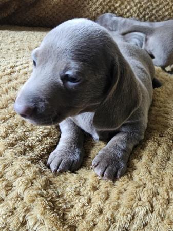Image 1 of Kc registered pra clear miniature dachshunds