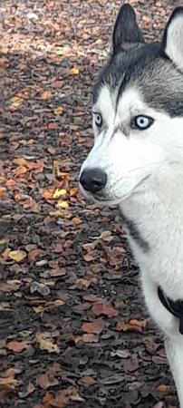 Image 2 of 2 and a half-year old Male Siberian Husky