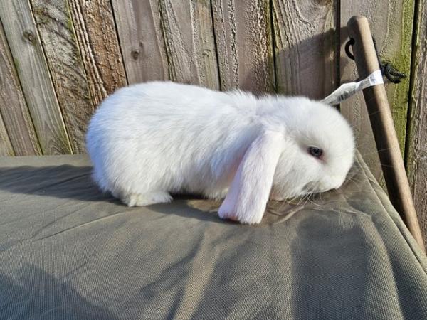 Image 2 of Blue Eyed Giant Lop Baby Boy
