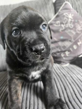 Image 6 of Staffy x Rottweiler pups